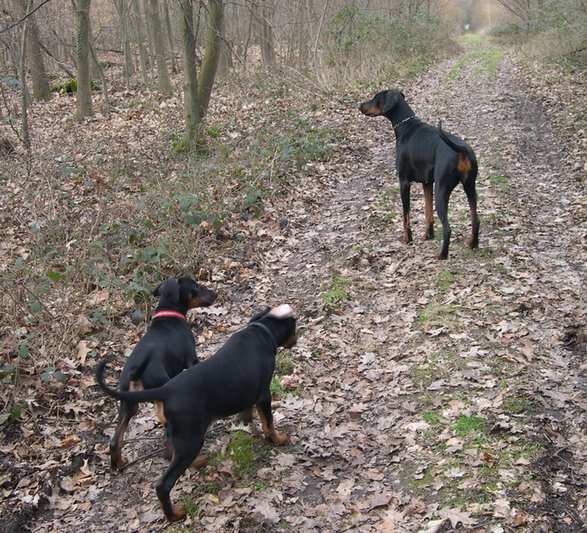 Floh mit Kasimir und Krisz