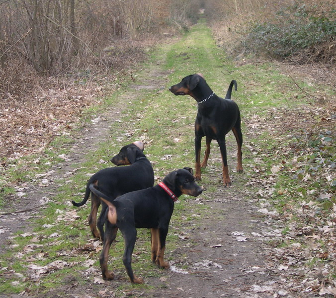 Floh, Kasimir und Krisz